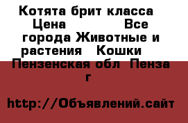 Котята брит класса › Цена ­ 20 000 - Все города Животные и растения » Кошки   . Пензенская обл.,Пенза г.